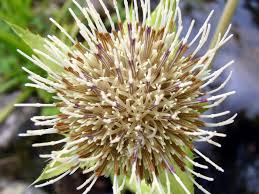 Attēlu rezultāti vaicājumam “Cirsium oleraceum flower”