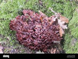 Image result for Podoscypha multizonata