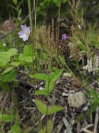 Attēlu rezultāti vaicājumam “Epilobium montanum flower”