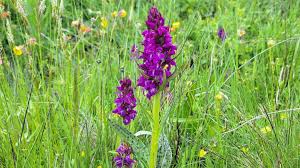 Attēlu rezultāti vaicājumam “Dactylorhiza majalis subsp. baltica leaf”