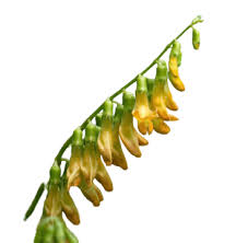 Attēlu rezultāti vaicājumam “Lathyrus laevigatus”