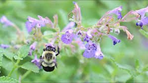 Attēlu rezultāti vaicājumam “Nepeta x faassenii flower”