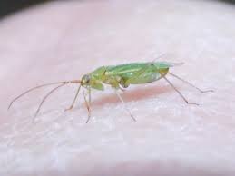 Attēlu rezultāti vaicājumam “Blepharidopterus angulatus”