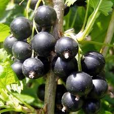 Attēlu rezultāti vaicājumam “Ribes nigrum”
