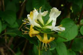 Attēlu rezultāti vaicājumam “Lonicera ferdinandii fruit”