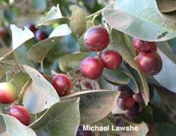 Attēlu rezultāti vaicājumam “Carex loliacea fruit”