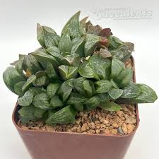 Image result for Haworthia