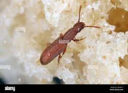 Attēlu rezultāti vaicājumam “Cucujidae”