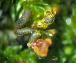 Attēlu rezultāti vaicājumam “Willkommlangea reticulata”