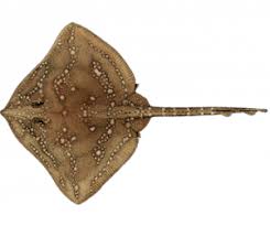 Image result for Schedophilus ovalis