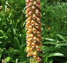 Image result for Digitalis ferruginea
