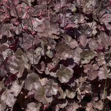 Image result for HEUCHERA americana 'Palace Purple Auslese'