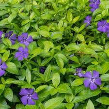 Attēlu rezultāti vaicājumam “Vinca minor leaf”