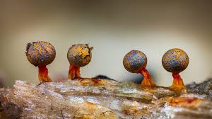 Attēlu rezultāti vaicājumam “Physarum bitectum macro”