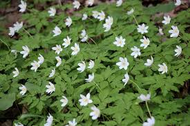 Attēlu rezultāti vaicājumam “Tranzschelia anemones”