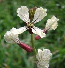 Attēlu rezultāti vaicājumam “Raphanus raphanistrum flower”