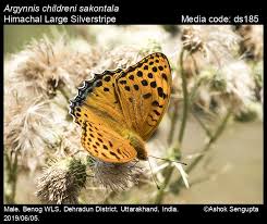 Attēlu rezultāti vaicājumam “Argynnis laodice male”