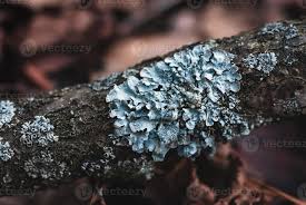 Attēlu rezultāti vaicājumam “Parmelia sulcata”