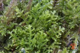 Attēlu rezultāti vaicājumam “Lepidozia reptans”