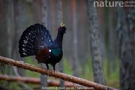 Attēlu rezultāti vaicājumam “Tetrao urogallus male”