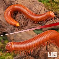 Attēlu rezultāti vaicājumam “Diplopoda”