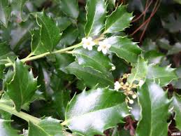 Attēlu rezultāti vaicājumam “Ilex x meserveae”