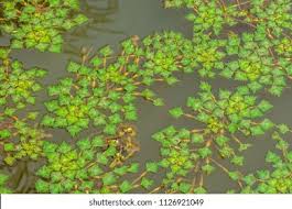 Attēlu rezultāti vaicājumam “Trapa natans leaf”