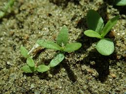 Attēlu rezultāti vaicājumam “Dianthus deltoides bud”
