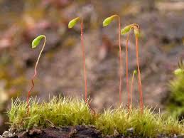 Attēlu rezultāti vaicājumam “Leptobryum pyriforme sporophyte”