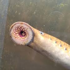 Image result for Petromyzon marinus