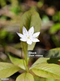 Attēlu rezultāti vaicājumam “Trientalis europaea flower”