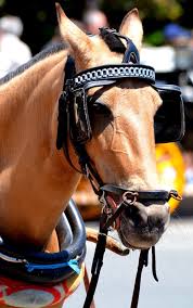 Image result for scheuklappen