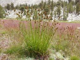 Attēlu rezultāti vaicājumam “Carex loliacea fruit”