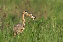 Attēlu rezultāti vaicājumam “Pelophylax adult”