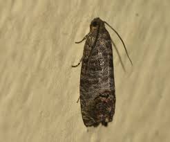 Attēlu rezultāti vaicājumam “Cydia pomonella”