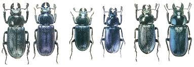 Attēlu rezultāti vaicājumam “Platycerus caraboides”