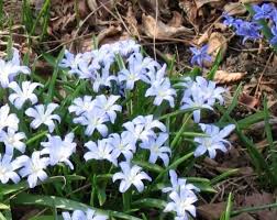 Attēlu rezultāti vaicājumam “Scilla luciliae”