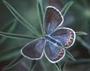 Karner Blue Butterfly