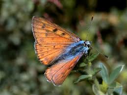 Attēlu rezultāti vaicājumam “Lycaena alciphron underside”