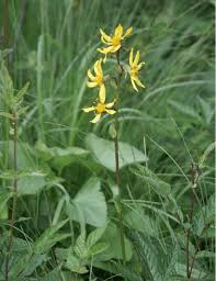Attēlu rezultāti vaicājumam “Ligularia sibirica”