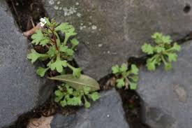 Attēlu rezultāti vaicājumam “Saxifraga tridactylites fruit”