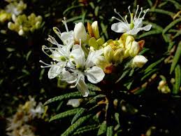 Attēlu rezultāti vaicājumam “Ledum palustre”