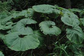 Image result for Petasites officinalis