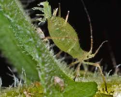 Attēlu rezultāti vaicājumam “Uroleucon cirsii”