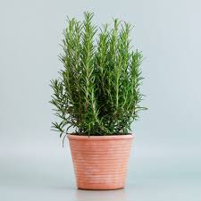 Image result for Rosmarin