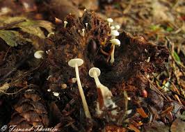 Attēlu rezultāti vaicājumam “Collybia tuberosa”