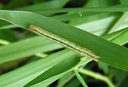 Attēlu rezultāti vaicājumam “Protodeltote pygarga”