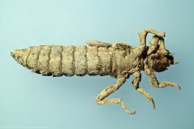 Attēlu rezultāti vaicājumam “Gomphidae”