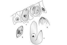 Attēlu rezultāti vaicājumam “Aphodius subterraneus imago”