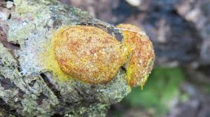 Attēlu rezultāti vaicājumam “Fuligo septica cf. rufa spores”